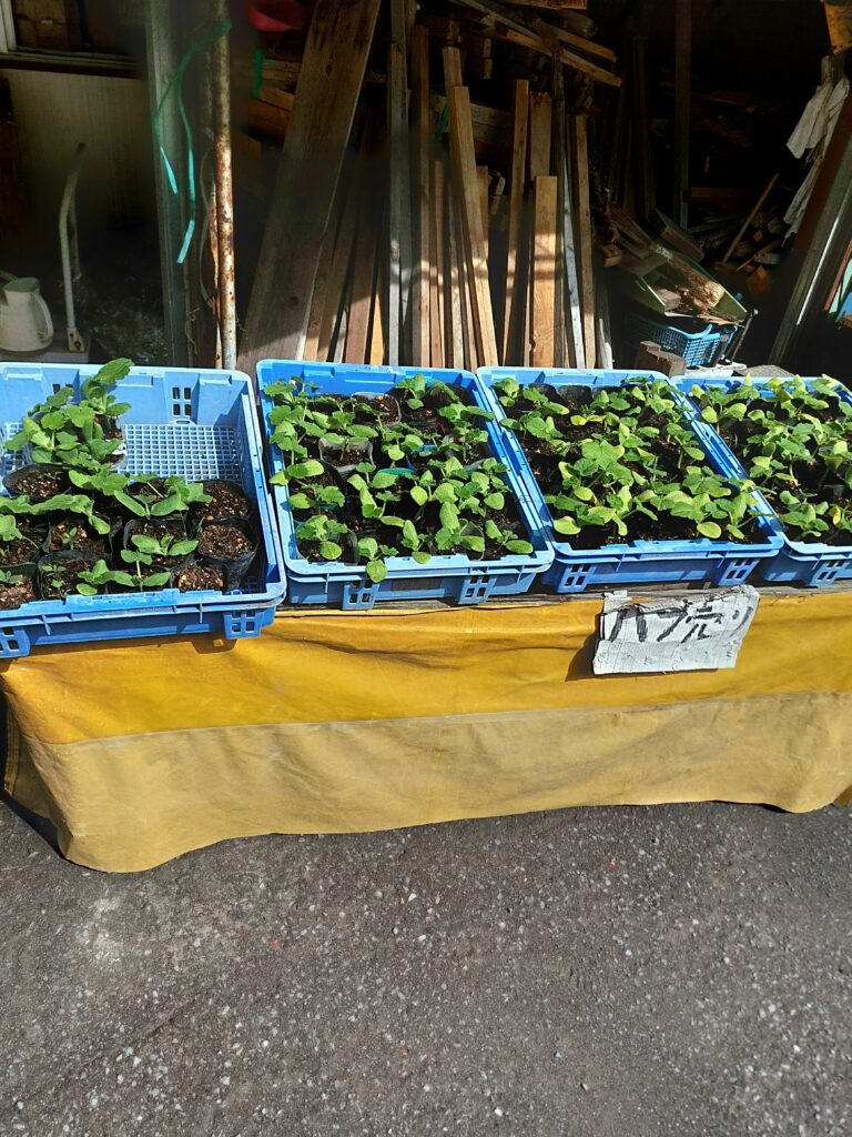 ドライブイン栄では様々な苗を販売している。